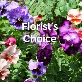 Florists Choice